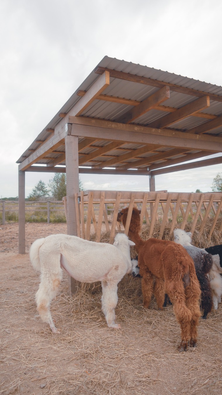 На ферму альпак — из Владивостока (10/16)