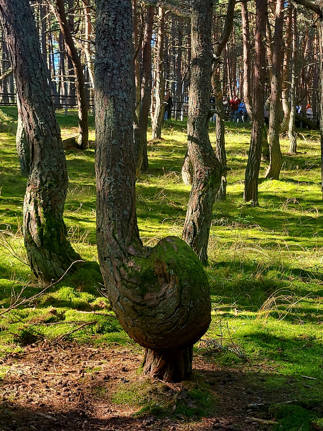 Очень рекомендуем экскурсию по Куршской косе "Пески времени" и гида! Вречатления получили незабываемые и от природных