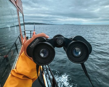 Морская прогулка в поиске китов, дельфинов и косаток