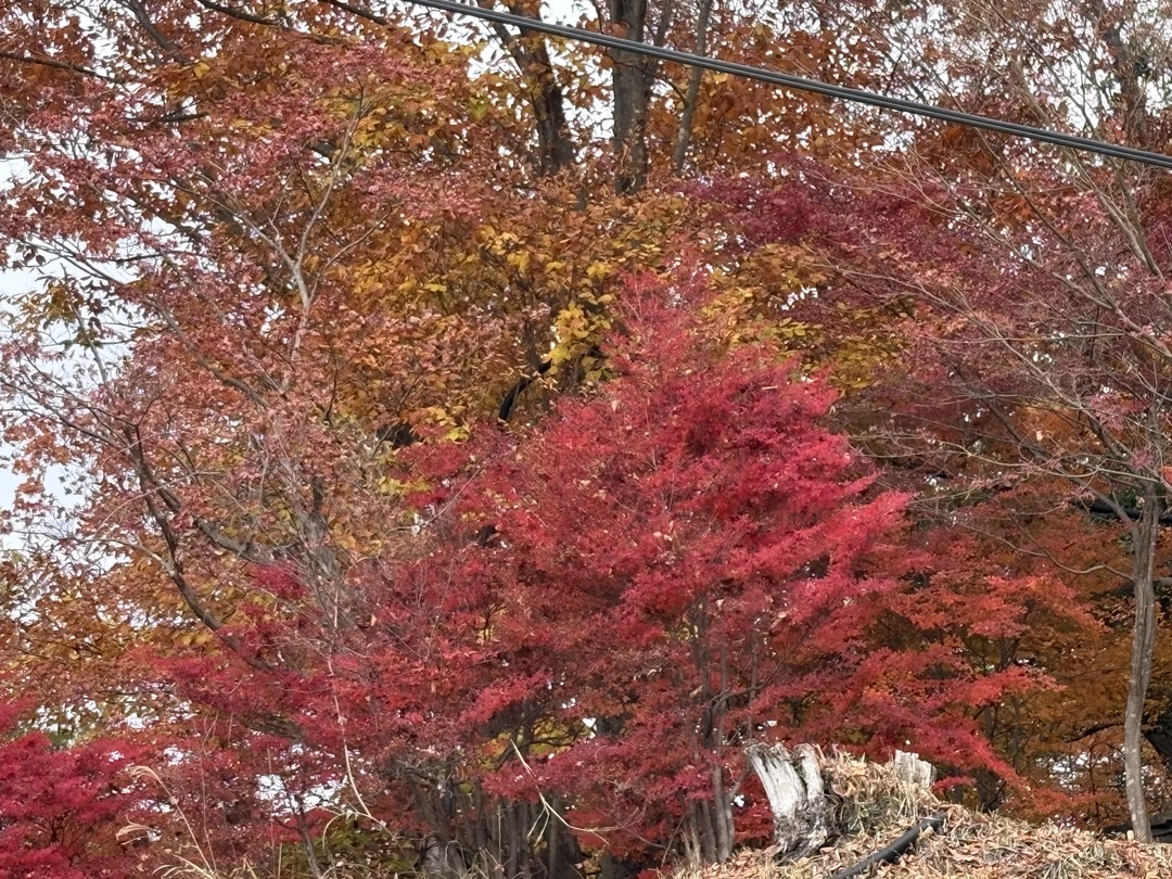 Нам очень понравилась экскурсия на гору Такао. Виды, открывающиеся с горы, компенсируют все физические сложности подъема