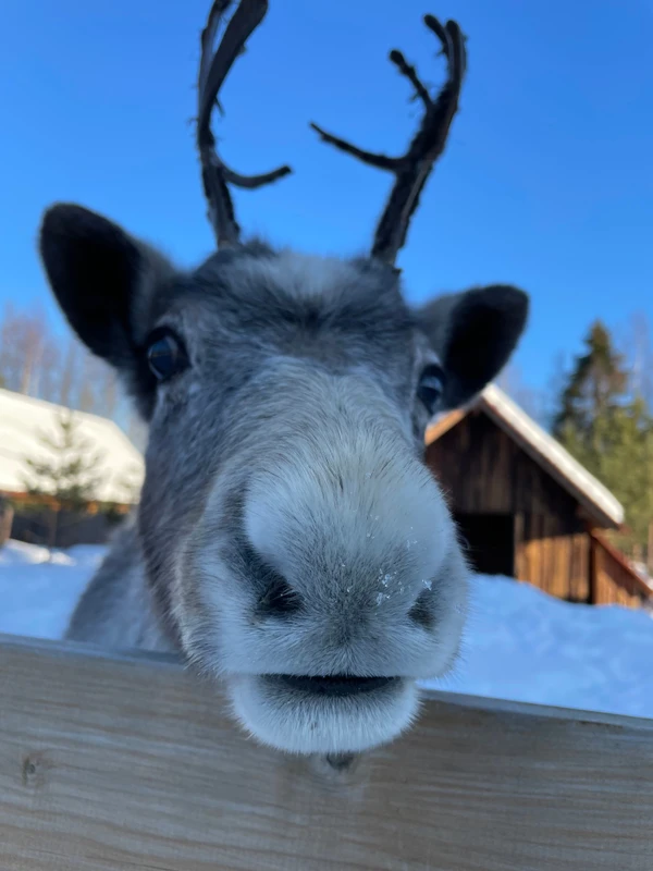Долго будет Карелия сниться: тур по главным местам с заездом к Деду Морозу