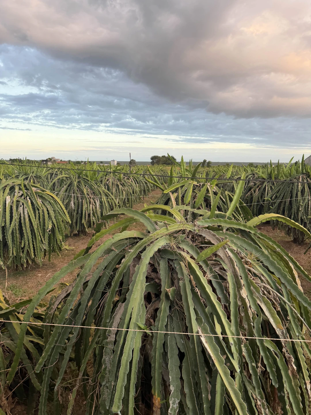 Интересная экскурсия, недалеко от Муйне посмотреть на Вьетнам с горы, полюбоваться видами. Гид Элла - все