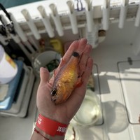 Фото отзыва 1: экскурсия "Рыбацкие приключения в Санье"
