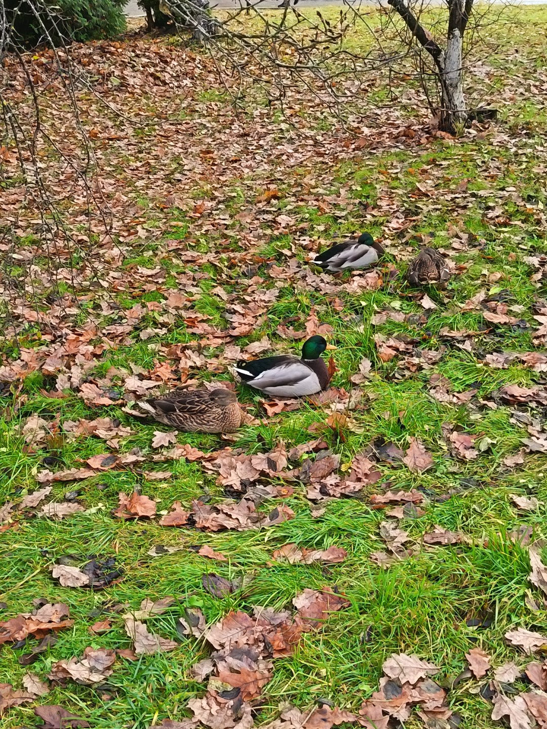 Сегодня были на экскурсии по Старой Руссе. Небольшой, но очень интересный и уютный городок. Посмотрели сам
