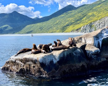 Морская прогулка к китам и косаткам