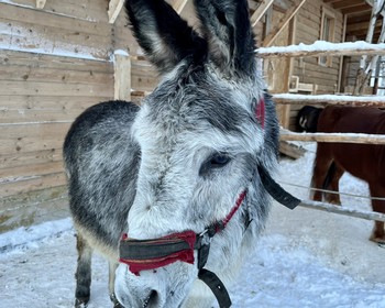 Хибины, Кировск, Саамская деревня