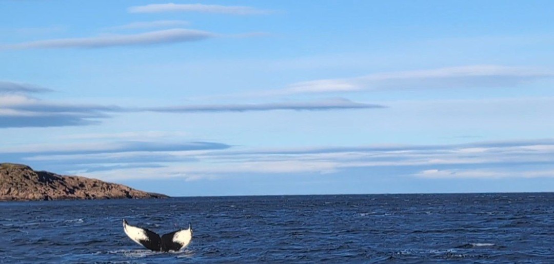 За одну поездку увидели дельфинов и китов, я в восторге! Близко, буквально около корабля. Сказали, что нам повезло