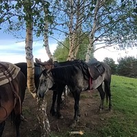 reviews img