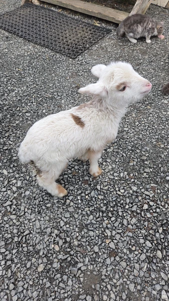 Отличное путешествие. Олег аккуратный и внимательный водитель, во время прездки чувствовали себя комфортно. Рассказы о местах,