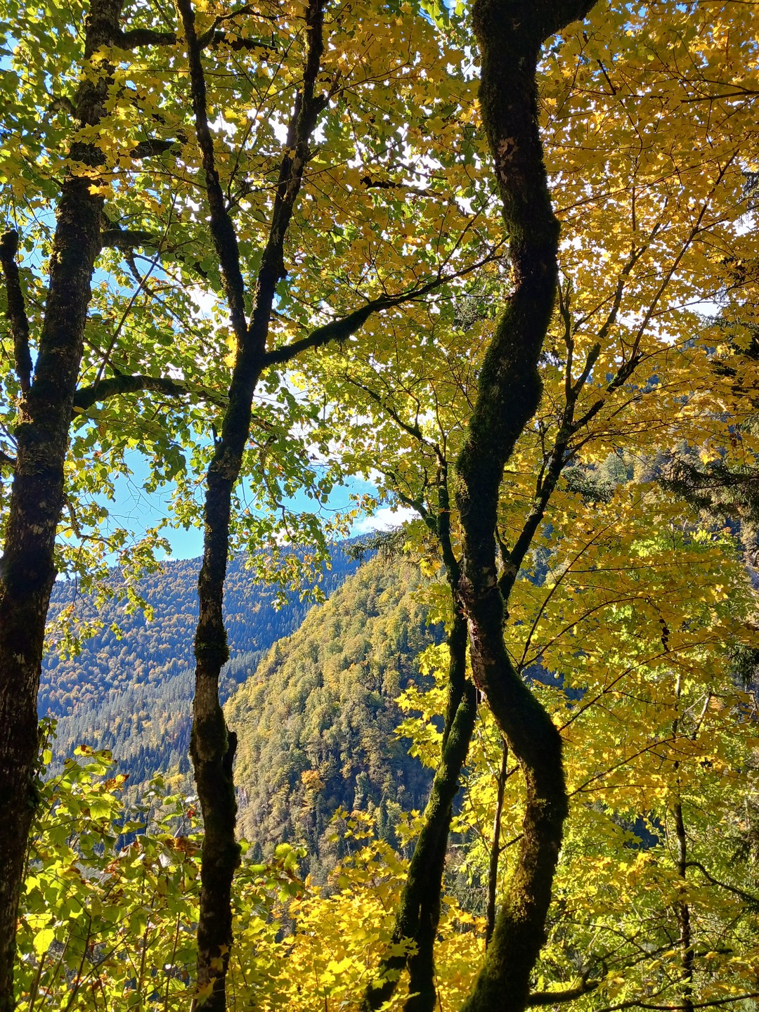 Путешествие на озеро Рица из Гагры (Лариса)