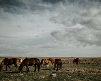 Ливно: сыроварня и дополнительная экскурсия к лошадям