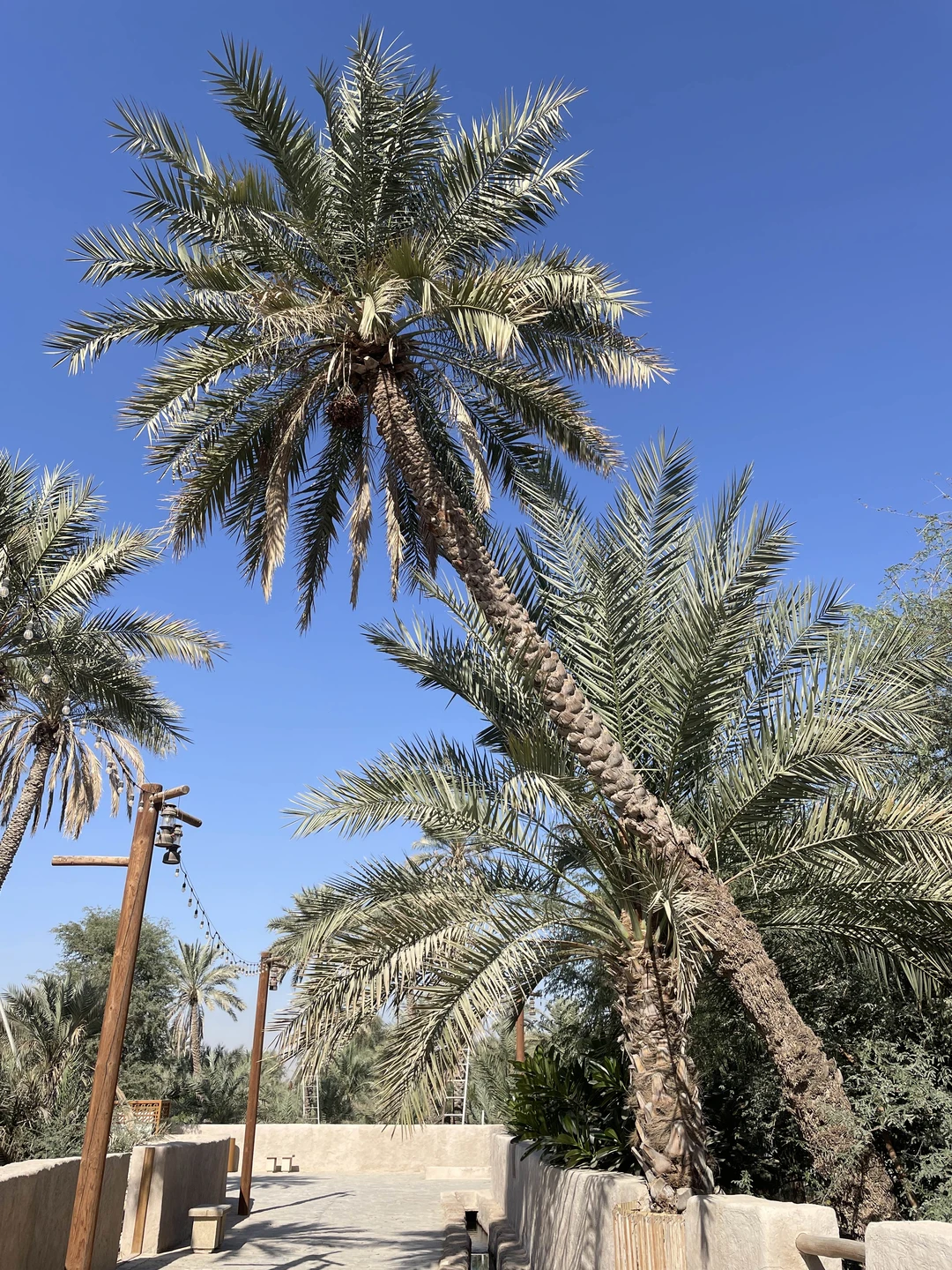 Офигенная экскурсия, нам очень понравилась. По пути заезжали во дворец. Дворцом назвать конечно сложно, но бедуины