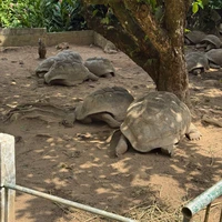 Фото отзыва 3: экскурсия "Сейшелы, которым есть чем удивить"