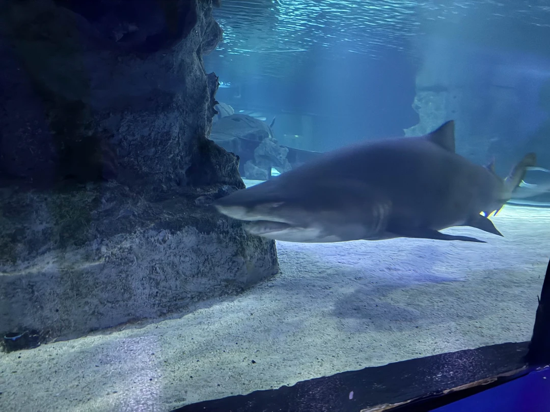 К самому аквариуму вопросов нет, все понравилось, но 2 часа времени маловато, хотелось бы часа 3