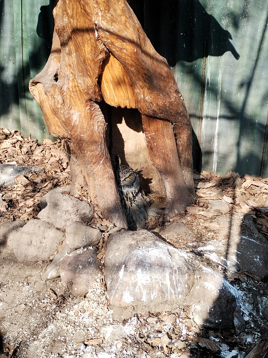 Все отлично! Программа интересная, вполне походит чтобы и город посмотреть и сафари парк и самые интересные места.