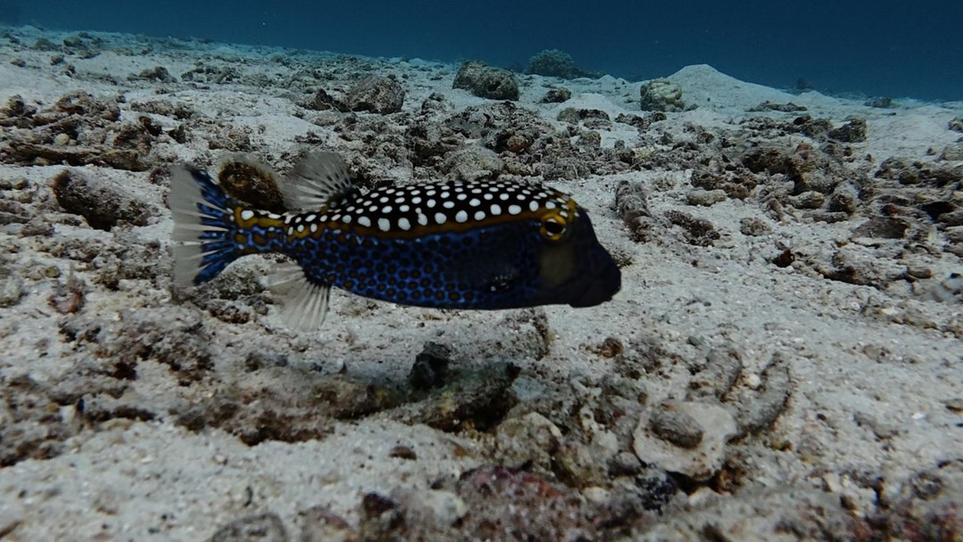 Огромная благодарность за первый опыт погружения! Если вы не умеете плавать, у Вас страх воды -