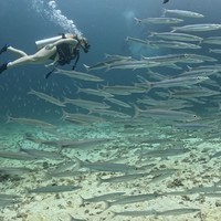 Фото отзыва 1: экскурсия "Подводный мир Пхукета: дайвинг для новичков на острове Рача-Яй"