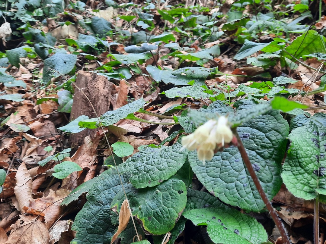 Брали индивидуальную экскурсию 5 января 2023 года. Машина подьехала вовремя, сразу оговорили маршрут и наши пожелания.