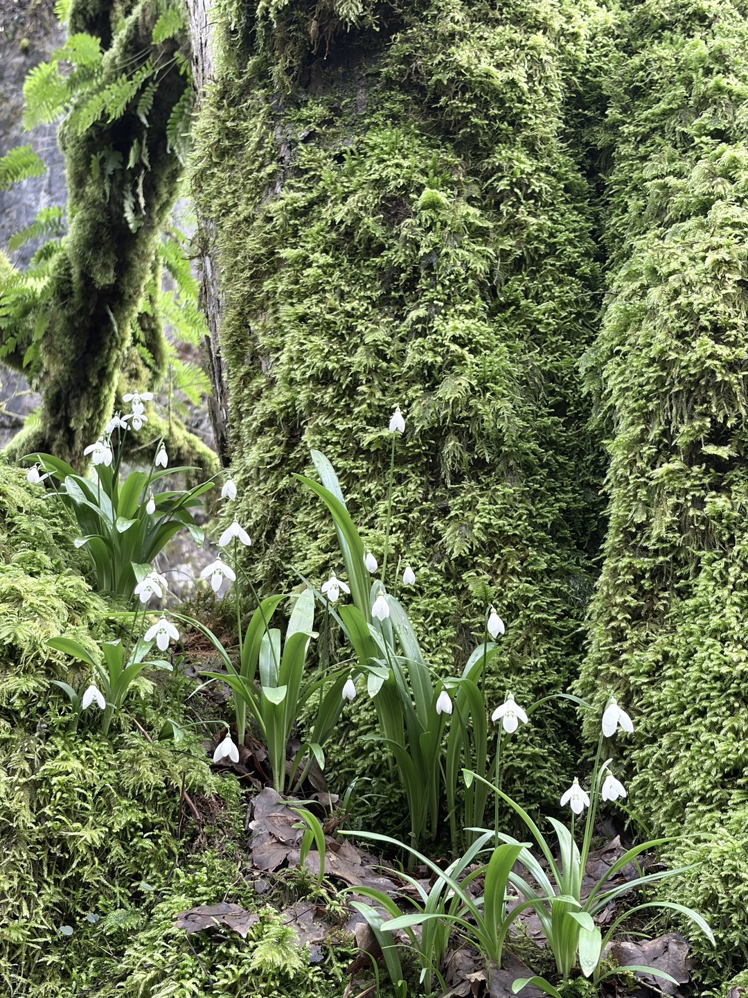 Давно хотела посмотреть Абхазию, и совершенно случайно нашла эту экскурсию. Поездка просто топ, лучший день отпуска 🔥