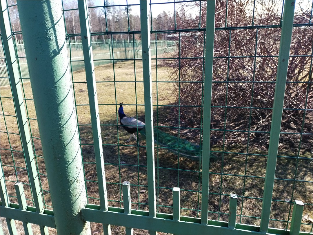 Приехали из Петербурга погулять по Ломоносову, решили пройти квест, познакомиться с городом и необычно провести время.