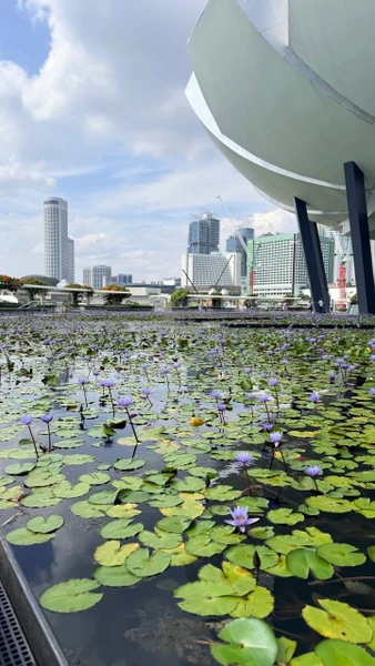 Прекрасный гид Марина, 20 лет проживающая в Сингапуре, знающая этот город изнутри. В процессе экскурсии освещаются