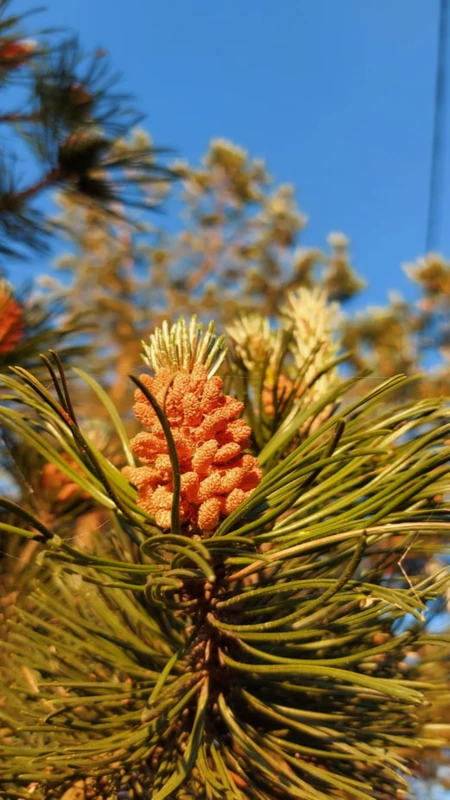 Тёплая прогулка по Куршской косе