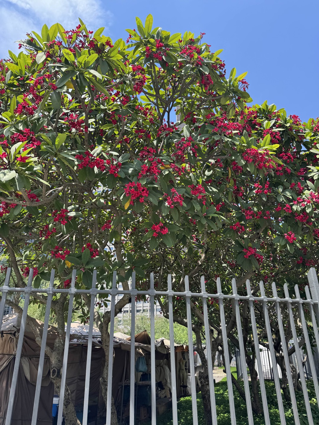 Андрей провел прекрасную экскурсию по всем ключевым пешеходно доступным достопримечательностям Рио, рассказал про историю, особенности, обращал