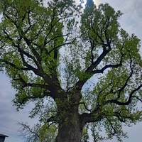 Фото отзыва 2: экскурсия "Один добрый день в Сочи: дружеский отдых по вашим правилам"
