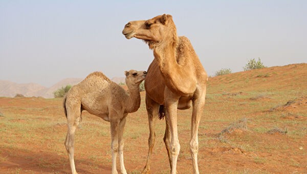 Верблюды, мечеть и соляная пустыня: семейное путешествие по Кипру
