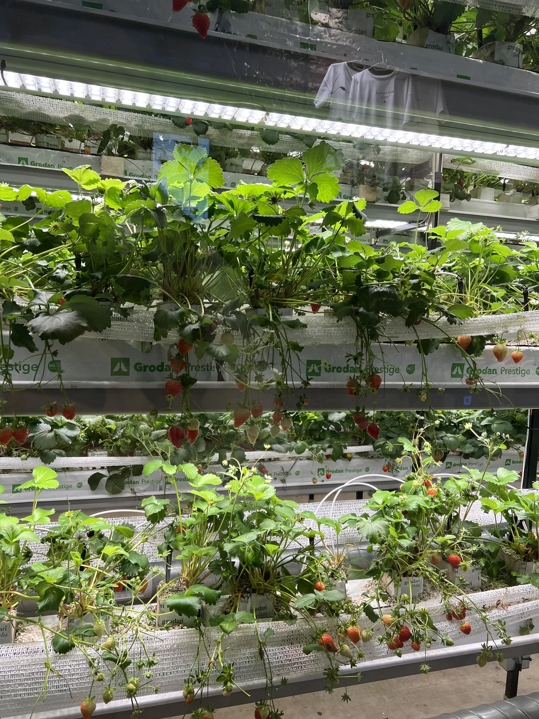 Посетили экскурсию1 января в 13.00)))