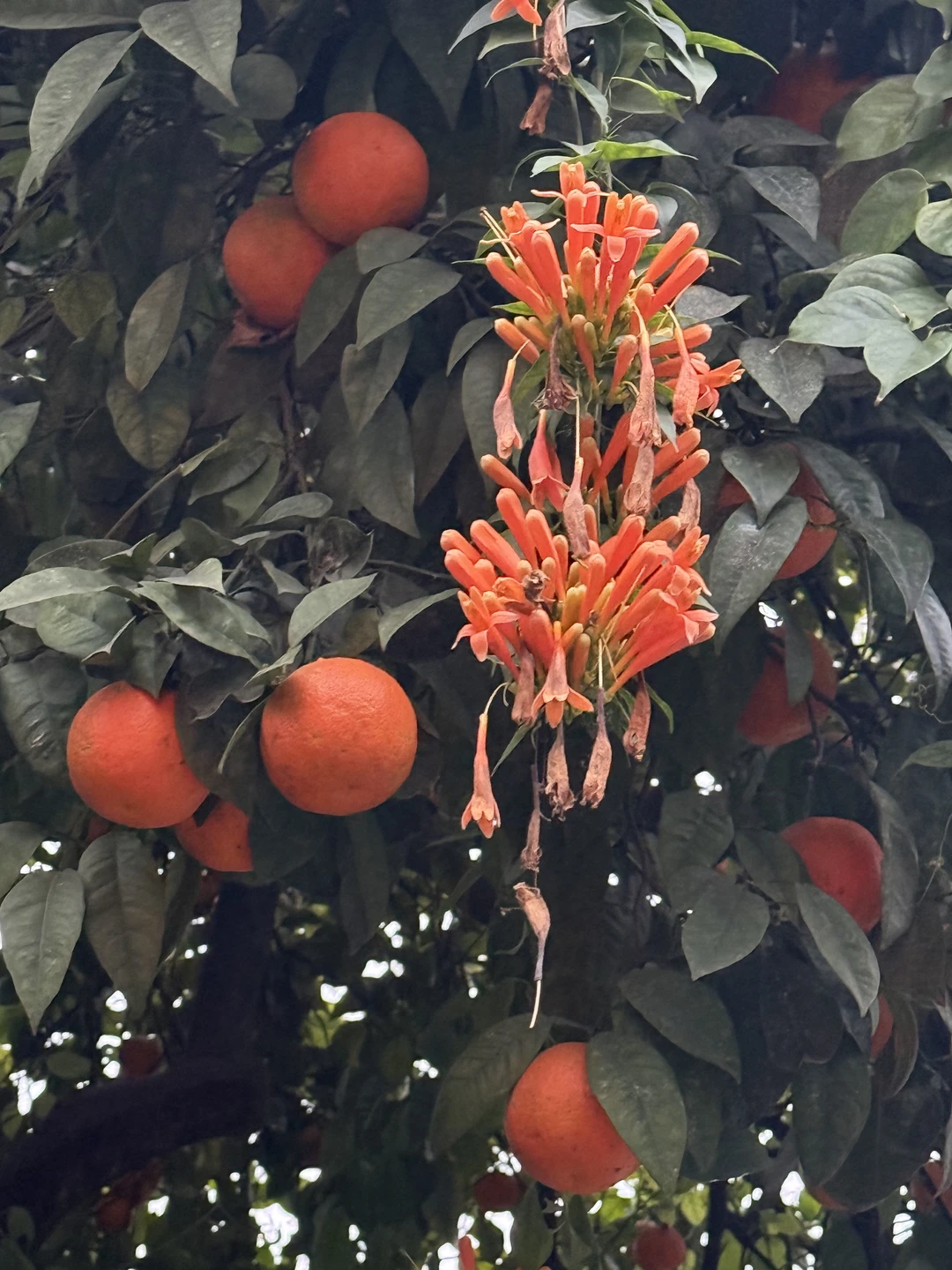 Благодарим Елену за знакомство с Севильей. Очень хороший гид, грамотная речь, приятный человек. Хороший маршрут, интересная