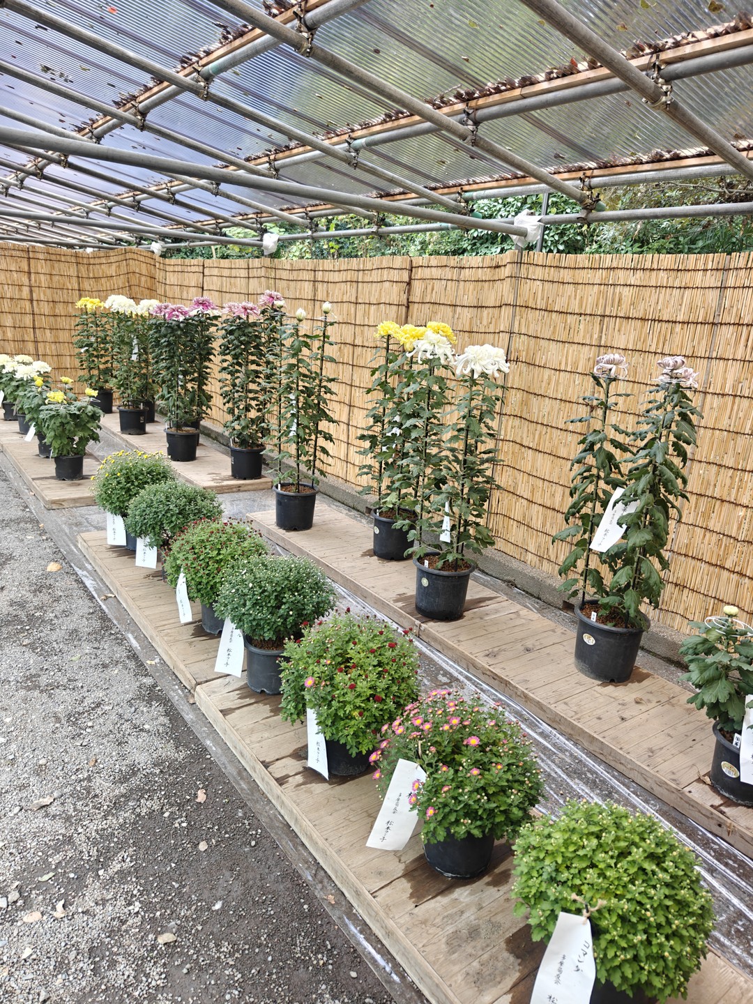 Разнообразный Токио за 5 часов (Юлия)