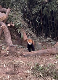 Фото отзыва 4: экскурсия "Город контрастов: Чэнду в ритме традиций и технологий"
