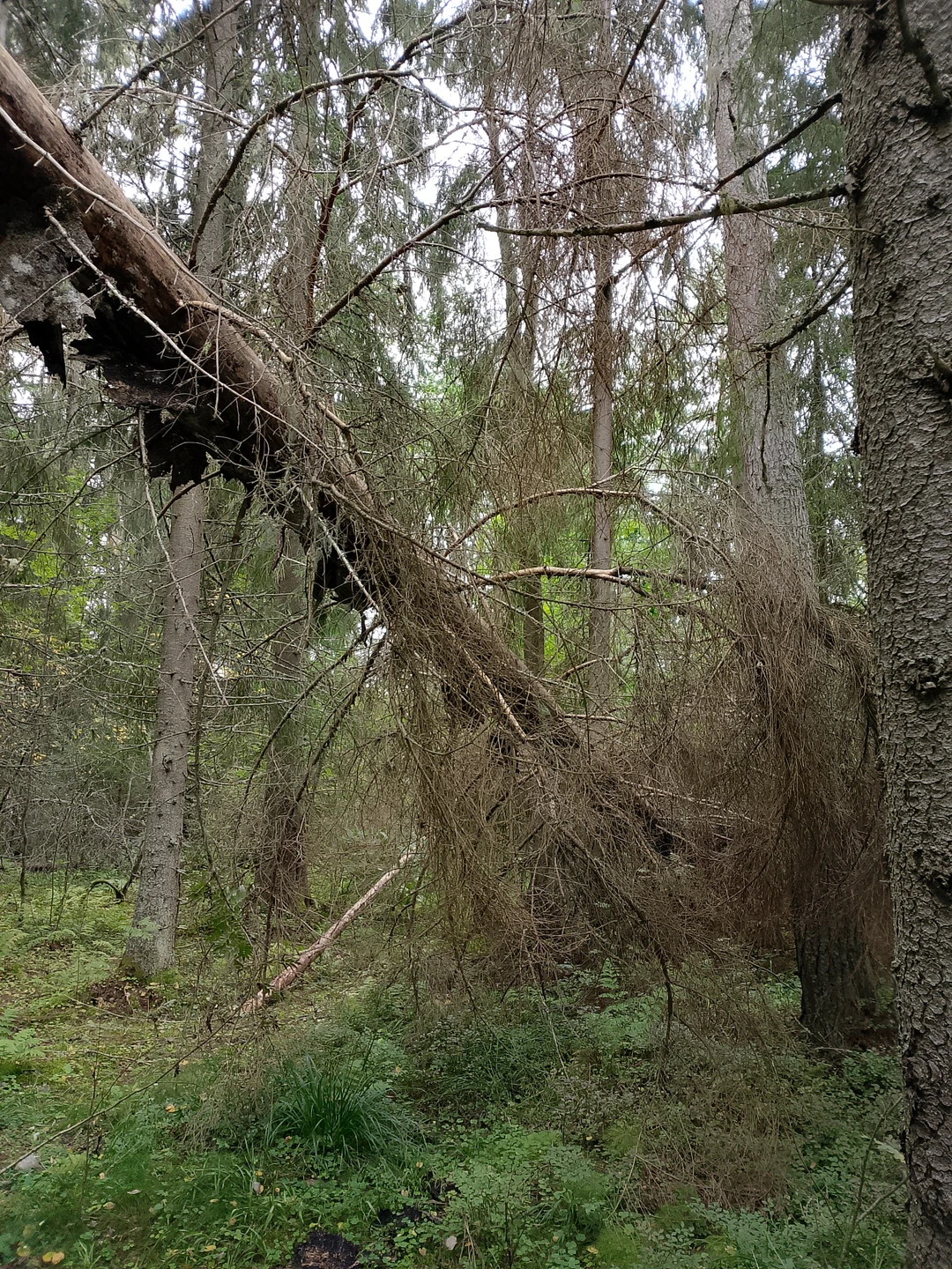 Место силы Карелии (Татьяна)