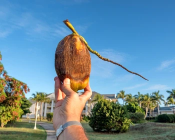 Фабрика сигар