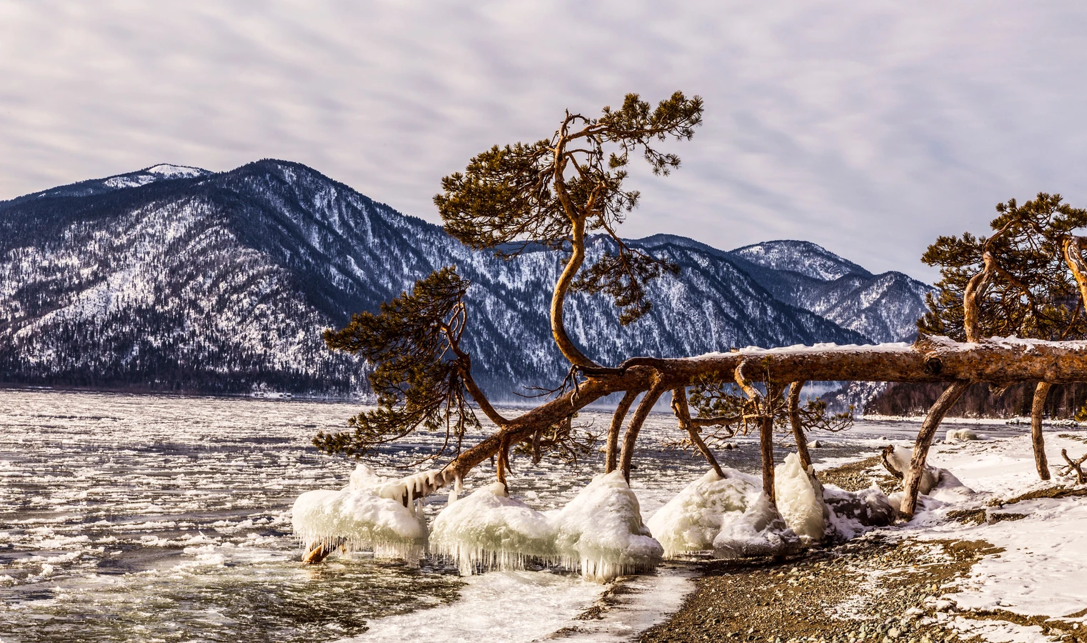 Приезжай на Алтай и катай! Горнолыжный тур на курорты «Телецкий» и «Манжерок»