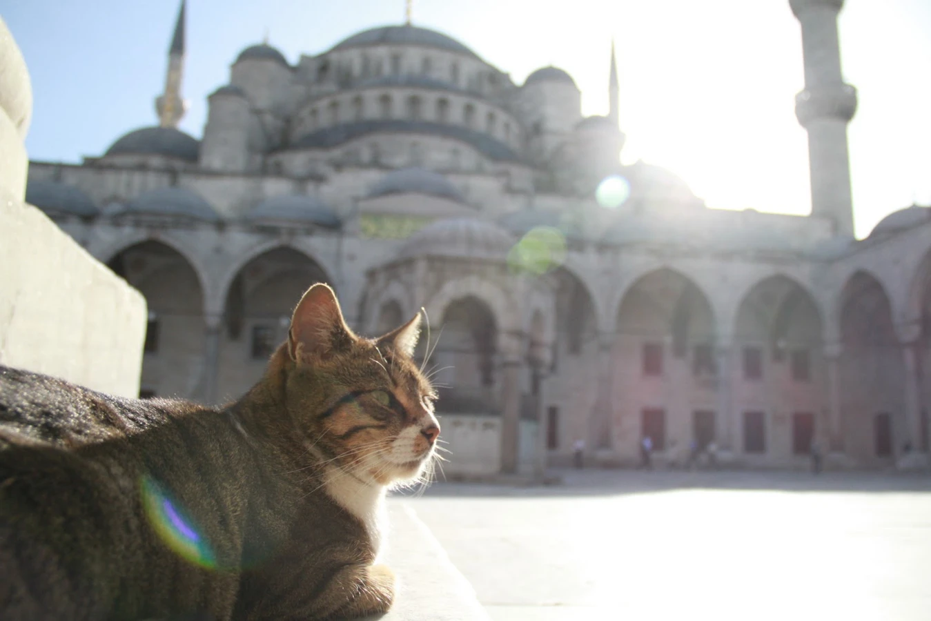 Весь Стамбул за 1 день