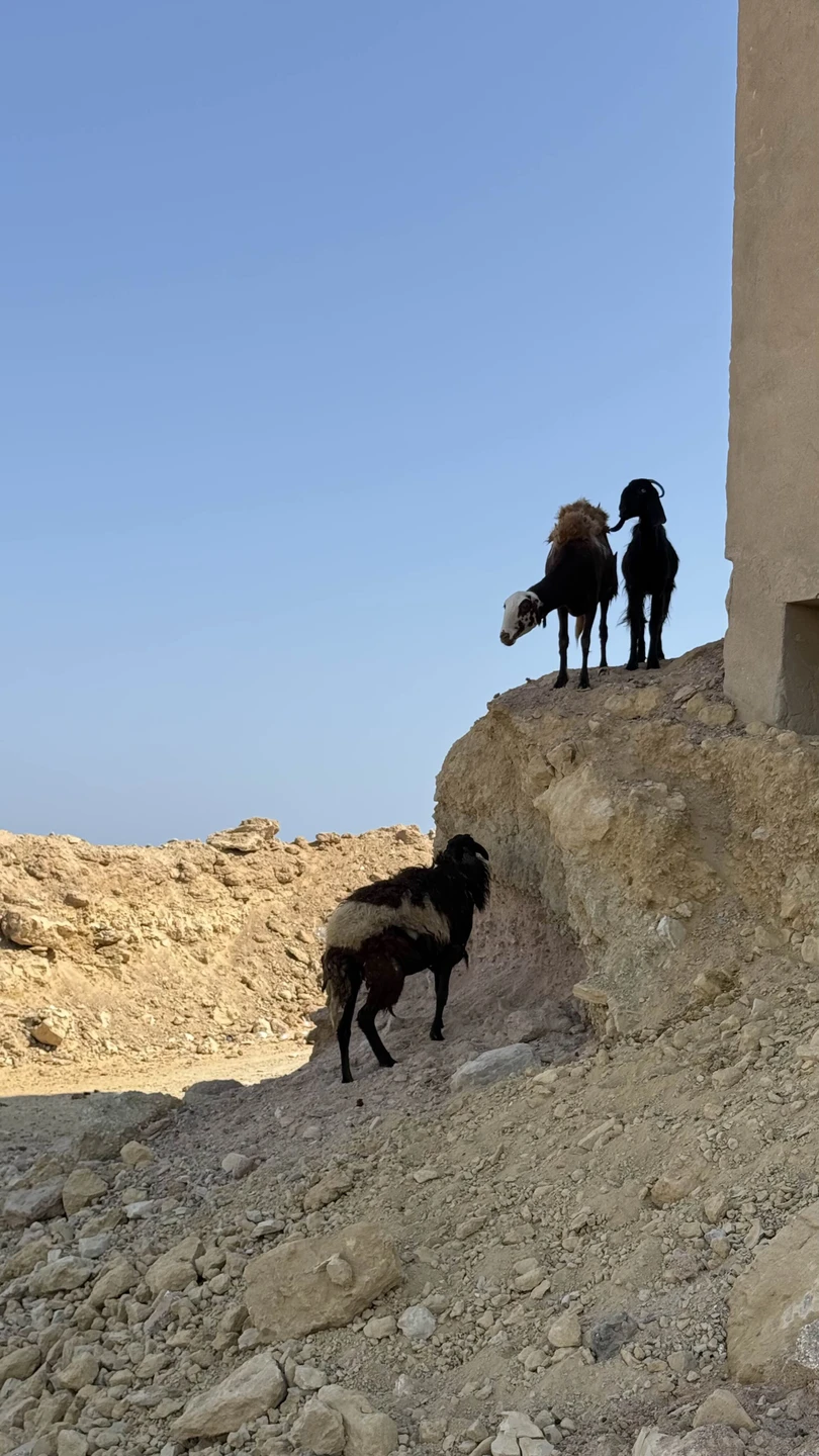 Это была лучшая экскурсия, которую мы брали в Хургаде!