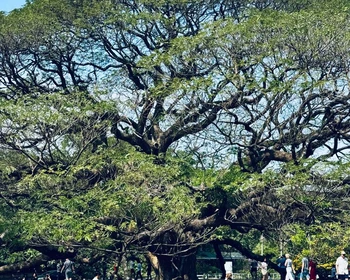 Паттайя - Бангкок - Канчанабури