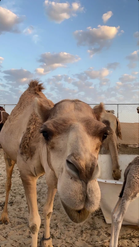 Сафари и внутреннее море Хор-аль-Адаид - из Дохи