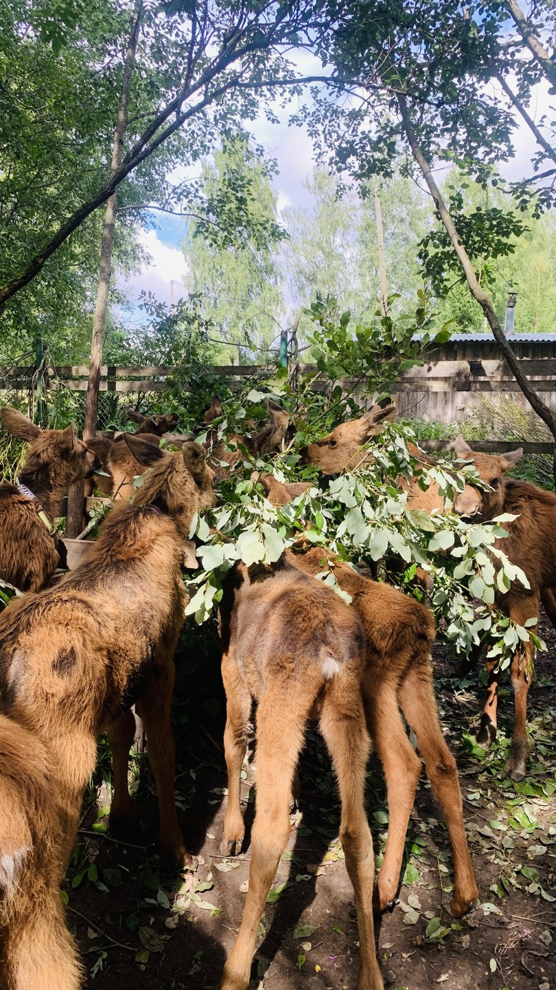 Красное-на-Волге и лосиная ферма (Анна)