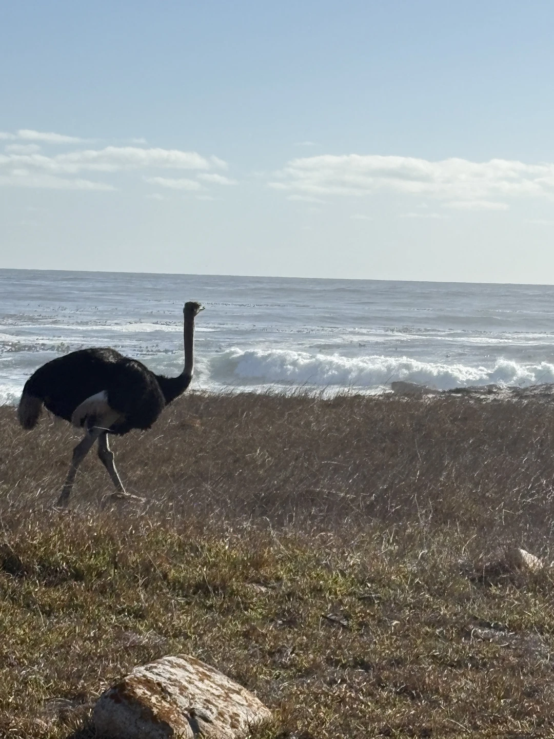 Были в ЮАР год назад, но до отзыва руки дошли только сейчас. Несмотря на то, что