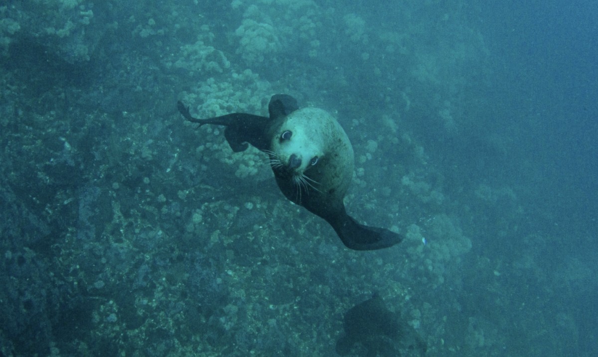 На скоростном катере — к островам Путятина и Аскольд (21/24)