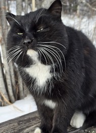 Фото отзыва 2: экскурсия "Красоты Байкала и КБЖД — с прогулкой пешком и на хивусе"