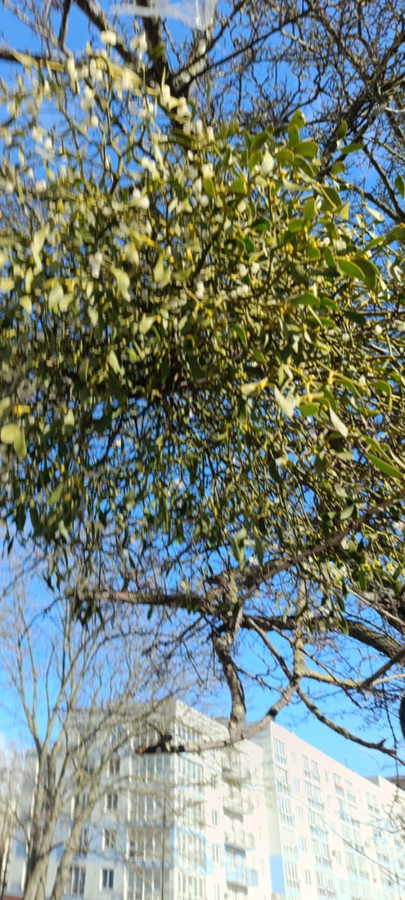 Романтическая прогулка по загадочному Калининграду (Елена)