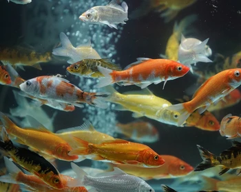 Шанхайский океанариум, переезд в Сучжоу