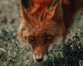 Треккинг на гору Верблюд с обедом на склоне вулкана