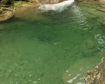 Тисо-самшитовая роща и каньон Белые скалы