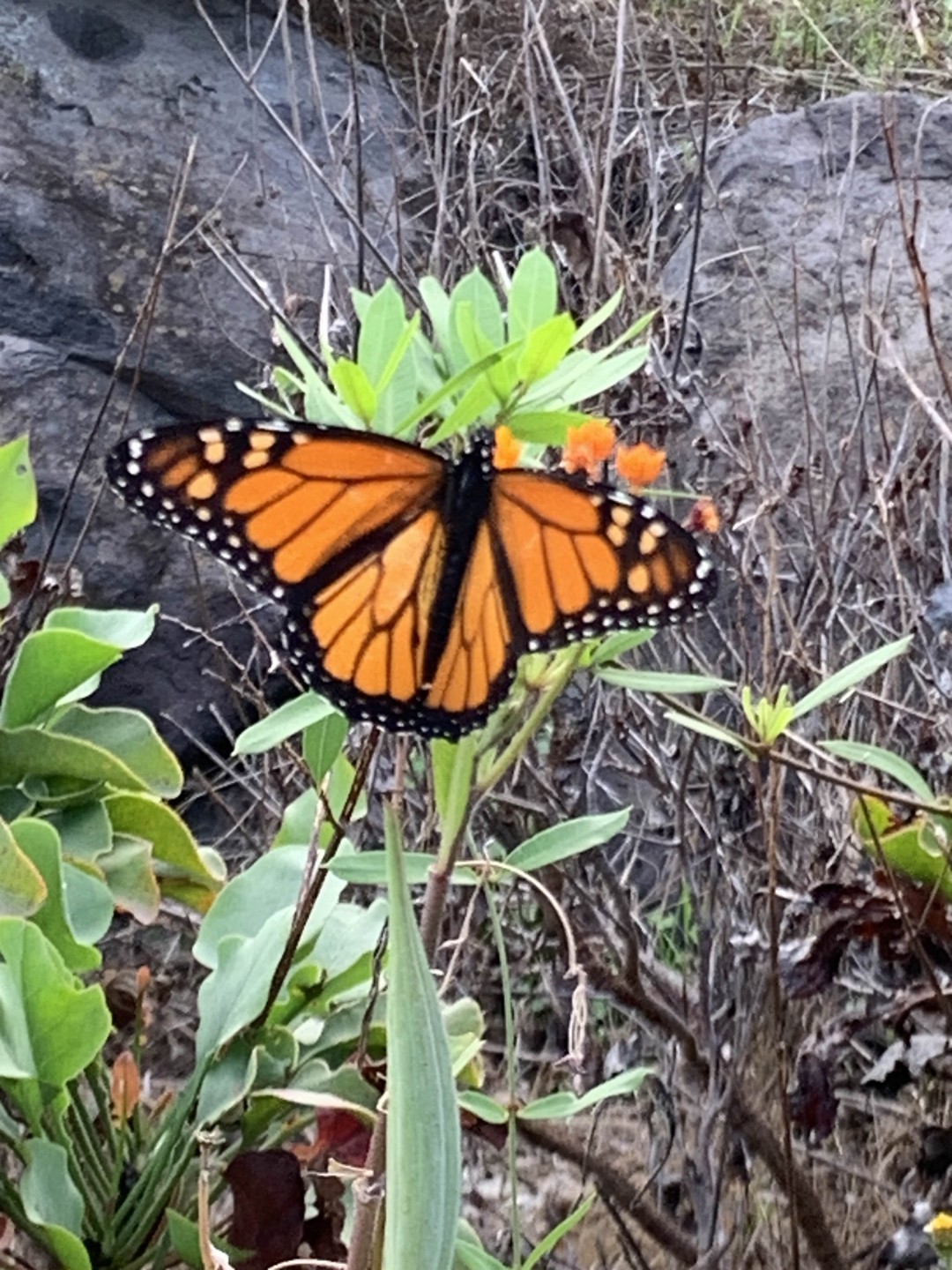 Искренне благодарим Елену за прекрасную экскурсию по Гран-Канарии. Мы прилетели с мужем на остров на один