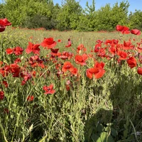 Фото отзыва 1: экскурсия "В Адыгею! Вершина Физиабго, святые места и термы"